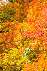 紅葉