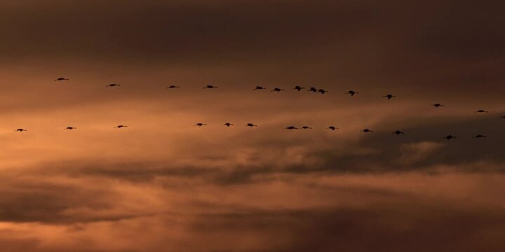Kranichflug bei Sonnenuntergang