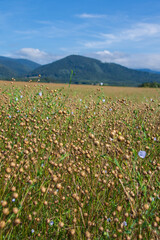 Obraz premium Field of flax flowers. Growing flax in the mountains. Blue flax flowers