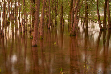 Thin tree trunks are reflected in the water.