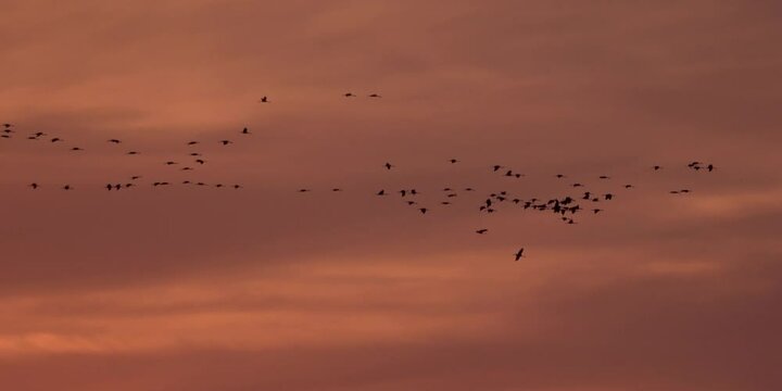 Fliegende Kraniche am Abendhimmel