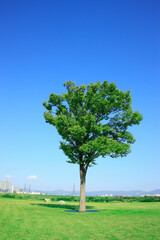 Fototapeta premium 一本の木