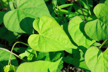 ハート型の葉っぱ