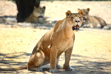 lioness guards her pride