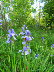 Sibirische Schwertlilien - Iris sibirica