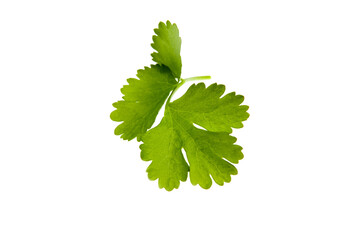 K&uuml;cherkr&auml;uter, Koriander, Blatt...