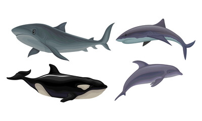 Marine Habitant with Dolphin and Shark Vector Set