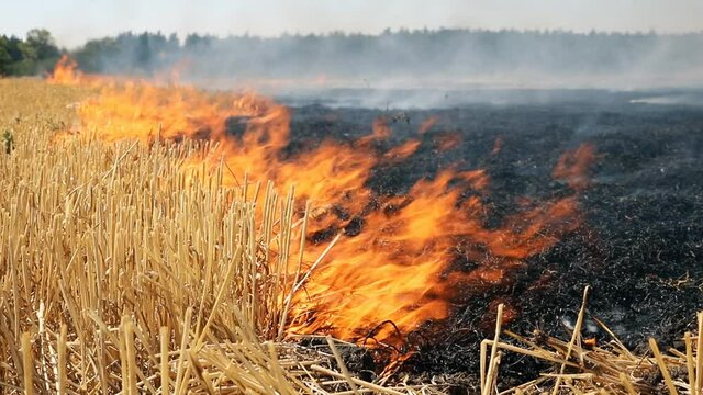 Wildfire on wheat field stubble after harvesting near forest. Burning dry grass meadow due arid climate change hot weather and evironmental pollution. Soil enrichment with natural ash fertilizer