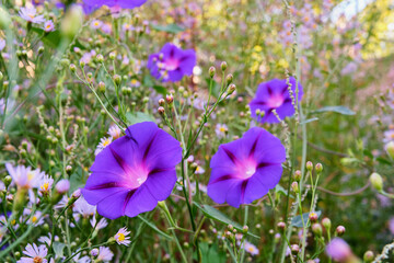Fototapeta premium Beautiful violet flowers of the plant calibrachoa.