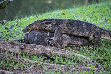 Close up the Asian Two water monitor (Varanus salvator) - lizards fighting each other.