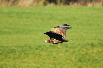 bielik © Robert