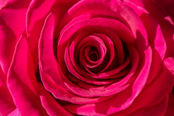 Pink rose flower close up