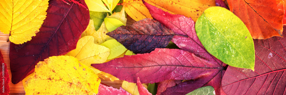 Wall mural panoramic background of colorful autumnal leaves. fall web banner.