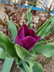red and yellow tulips