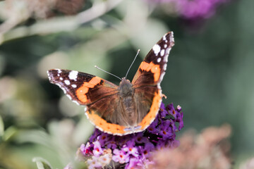 Admiral Schmetterling auf Schmetterlingsflieder