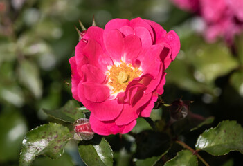 Pinke Rose