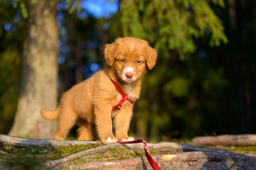 Nova scotia duck tolling retriever puppy outdoors