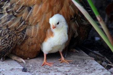A yellow chick hatches from under its mother. Chicken life.
