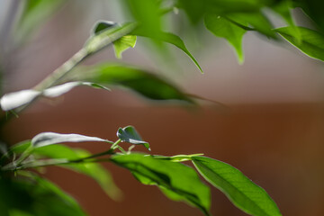 Green ficus leaves against the sky, macro, bokeh
