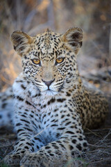 Obraz premium Leopard (Panthera pardus) juvenile (cub) with the most beautiful eyes. Central Kalahari. Botswana.
