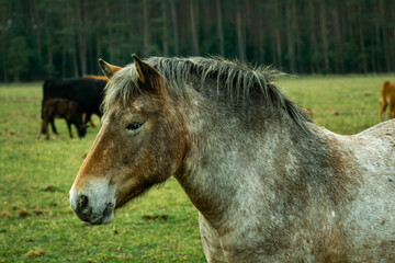 Fototapeta premium horse in a field