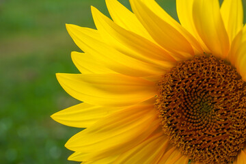 Obraz premium Sunflowers macro 
