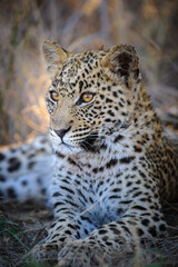 Leopard (Panthera pardus) juvenile (cub) with the most beautiful eyes. Central Kalahari. Botswana.