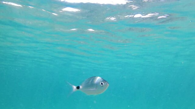 POV close-up view of one Oblade fish swimming underwater looking at camera zigzagging 
