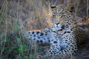 Fototapeta na wymiar Leopard (Panthera pardus) juvenile (cub) with the most beautiful eyes. Central Kalahari. Botswana.