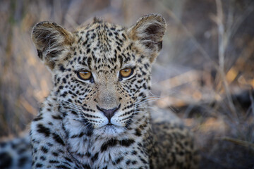 Fototapeta na wymiar Leopard (Panthera pardus) juvenile (cub) with the most beautiful eyes. Central Kalahari. Botswana.