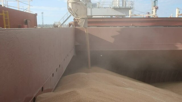 Loading of grain products into cargo hold using conveyor belt with loading pipe on board of bulk carrier