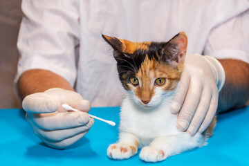 veterinarian treats a kitten for ringworm. with cotton swabs, the doctor applies ointment to the wounds.