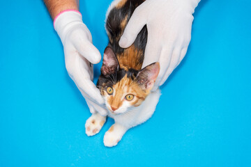 a veterinarian examines a kitten with ringworm on its paws.
