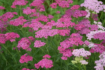 Różowe krwawniki © Anna