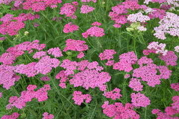 Różowe krwawniki © Anna