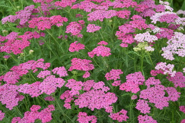 Różowe krwawniki © Anna