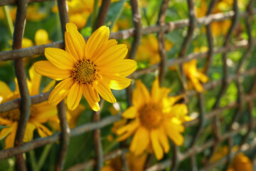 Close-up yellow chamomiles in a metal fence grid