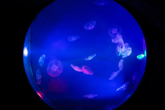 Jellyfish swimming in the light