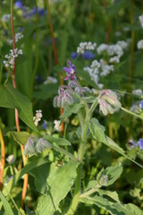 Dzikie kwiaty  - łąka przyjazna dla owadów