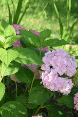 Blado różowe hortensje © Anna