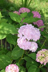 Blado różowe hortensje © Anna