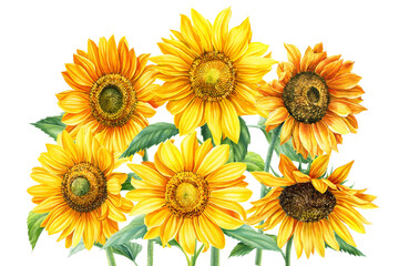 Autumn yellow flowers, sunflowers on an isolated white background, watercolor painting, hand drawing