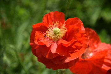 Maki kwitnące w ogrodzie © Anna