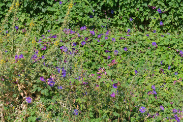 green creeper plant with purple flowers