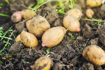 Potatoes are lying on the ground. Harvesting. Gardening and farming. Fresh organic vegetables, ecological agricultural food products. Harvest campaign. Agricultural production. Agribusiness