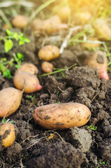 Potatoes are lying on the ground. Harvesting, harvest. Harvesting potato. Fresh root organic vegetables, ecological agricultural food products. Gardening and farming.