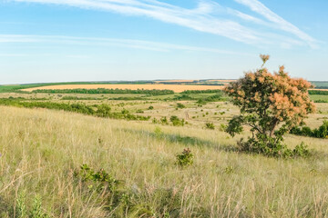 Obraz premium A large green field with trees in the background. the road that goes into the distance