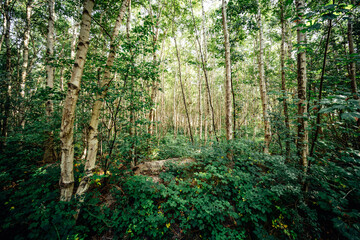 Grüner saftiger Birkenwald auf Amrum