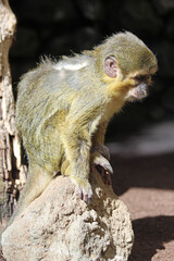 südliche_Zwergmeerkatze