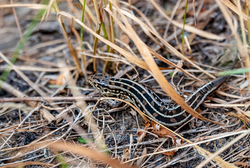 Variegated, striped and spotted lizard in yellow dry grass.